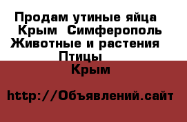 Продам утиные яйца - Крым, Симферополь Животные и растения » Птицы   . Крым